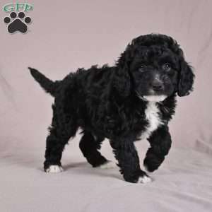 cooper, Cockapoo Puppy
